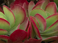 Kalanchoe tetraphylla